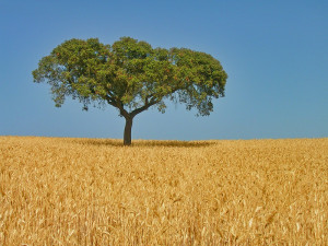 alentejo_oak_on_wheat_field