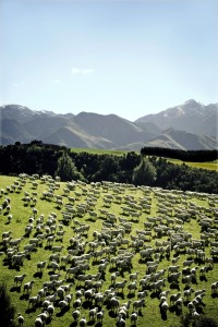 Meeting consumer demand is difficult in New Zealand’s pasture based system